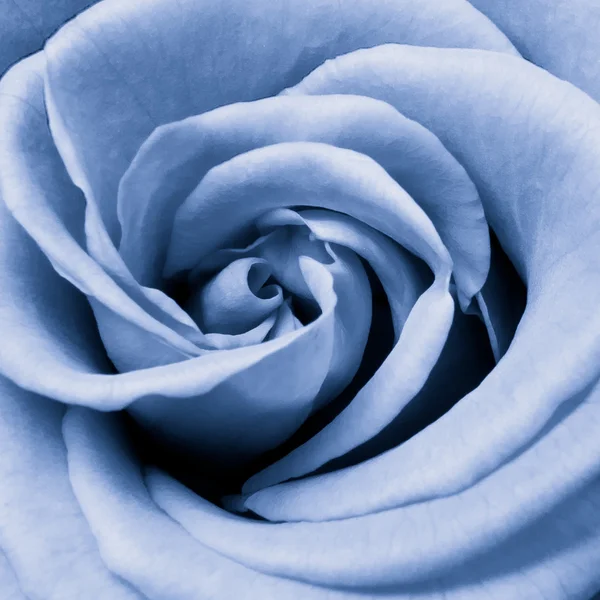 Kék Rózsa — Stock Fotó