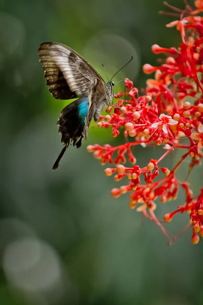 stock image Tropical butterfly