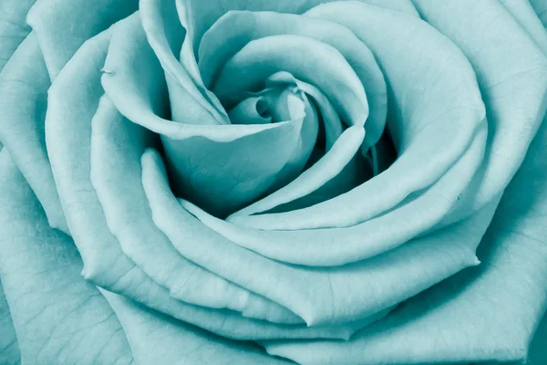 Пелюстки троянд — стокове фото