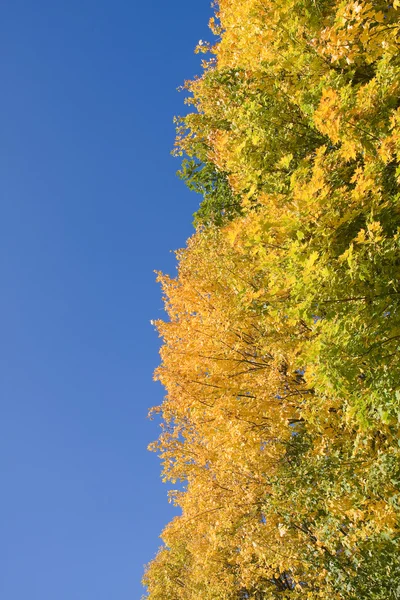 Paysages d'automne colorés dans le parc — Photo