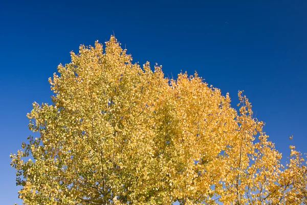 Cenário colorido outono no parque — Fotografia de Stock