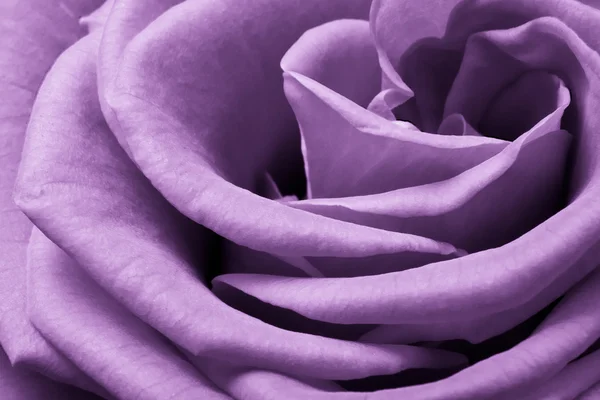 Rosa violeta — Fotografia de Stock