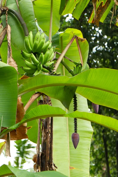 Banán növény — Stock Fotó