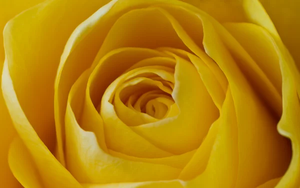 Yellow rose macro Stock Picture