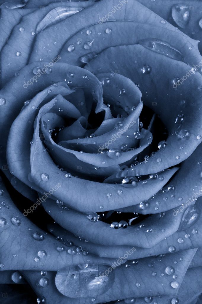 Blue rose with droplets Stock Photos, Royalty Free Blue rose with droplets  Images | Depositphotos