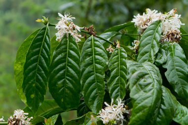 Coffee plant in bloom clipart
