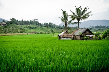 Rice fields in Bali, Indonesia clipart