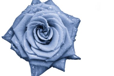 Blue rose clipart