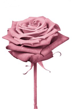 Pink rose clipart