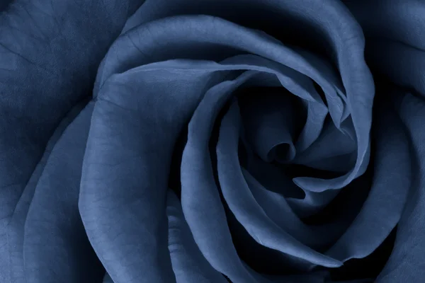Blå rose – stockfoto