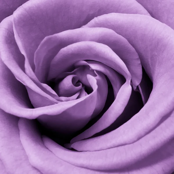 Rosa viola — Foto Stock