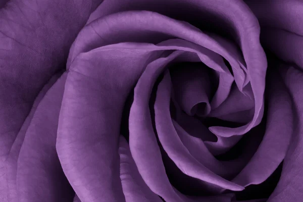 Fiołek, róża — Zdjęcie stockowe