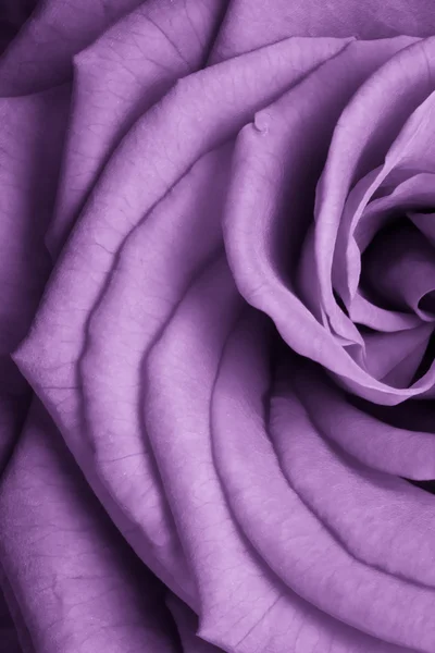 Rosa violeta — Fotografia de Stock