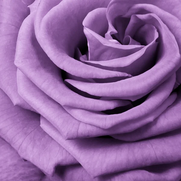 Violette Rose — Stockfoto