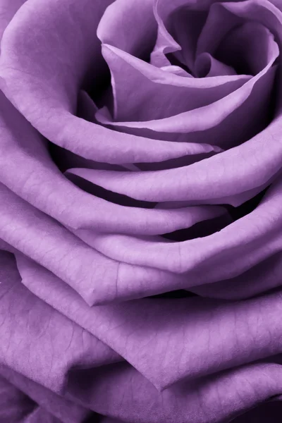Rosa violeta — Foto de Stock