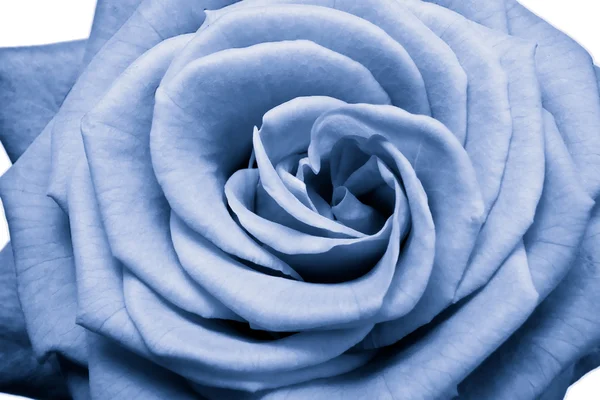 Блакитна троянда — стокове фото