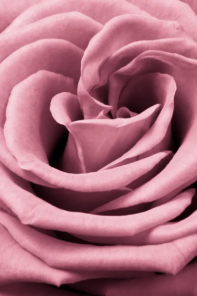 stock image Pink rose