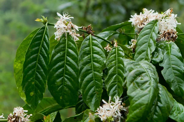 Kaffeepflanze in voller Blüte — Stockfoto