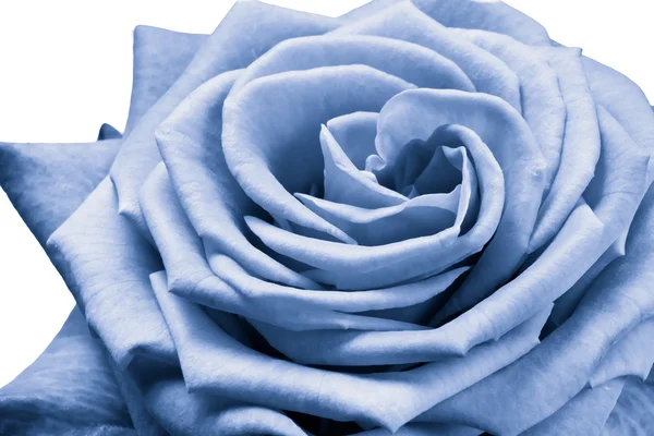 青いバラ — ストック写真