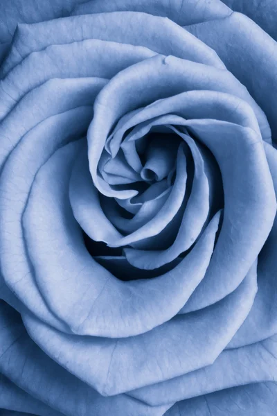 Modrá růže — Stock fotografie