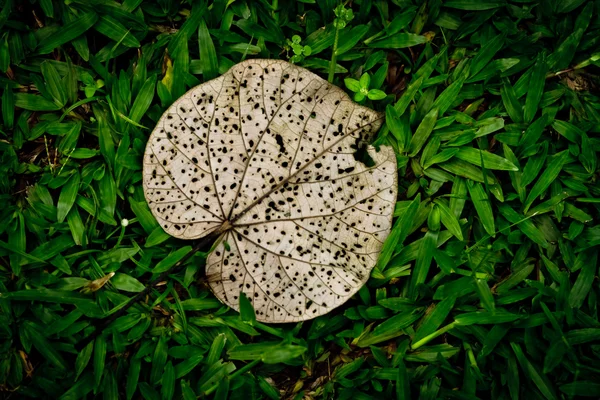 Vecchie foglie lussureggianti foglie verdi — Foto Stock