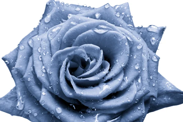Блакитна троянда — стокове фото