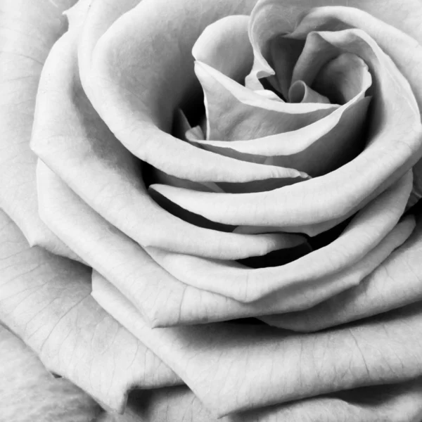 Rosa bianca — Foto Stock