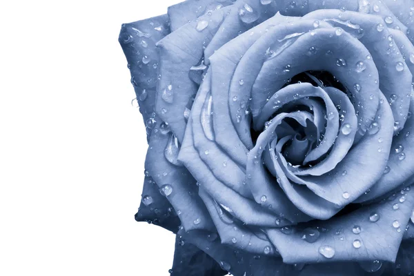 Rosa azul — Foto de Stock