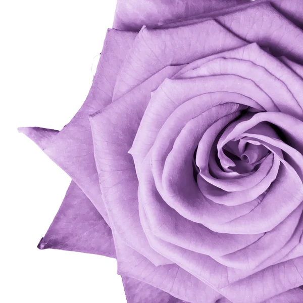 Violet rose — Stockfoto