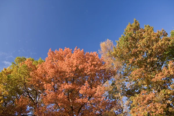 Barevné podzimní scenérie v parku — Stock fotografie