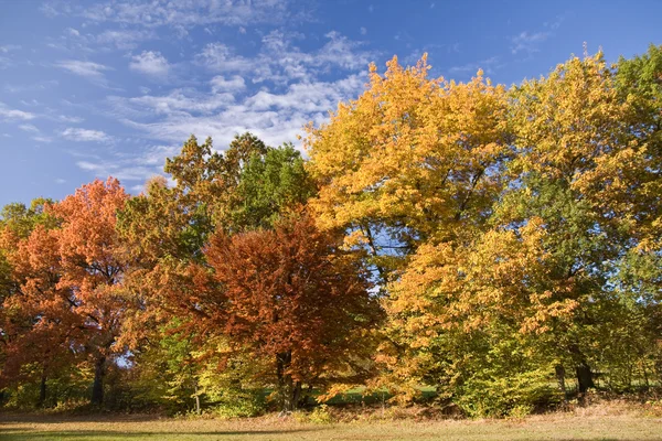 Paysages d'automne colorés dans le parc — Photo