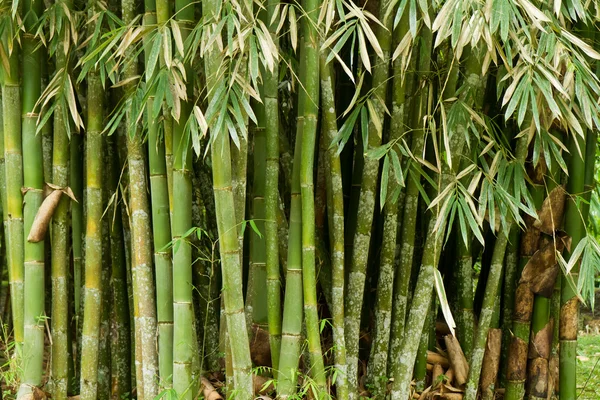Bamboe (bumbusa vulgaris) — Stockfoto