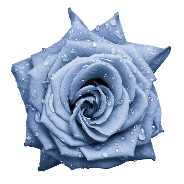 Rosa azul — Fotografia de Stock