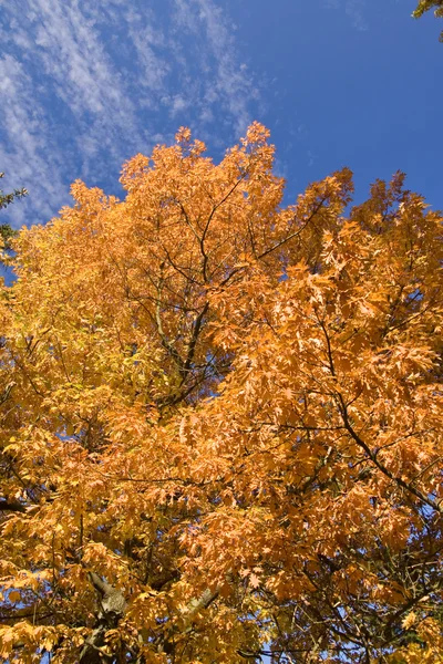 Barevné podzimní listí slunci — Stock fotografie