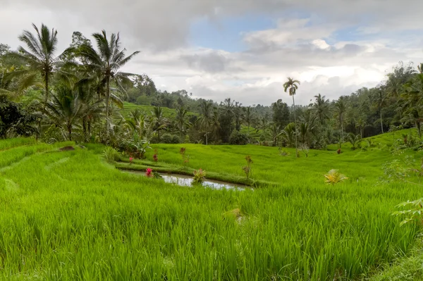 Campos de arroz en Bali, Indonesia — Foto de Stock