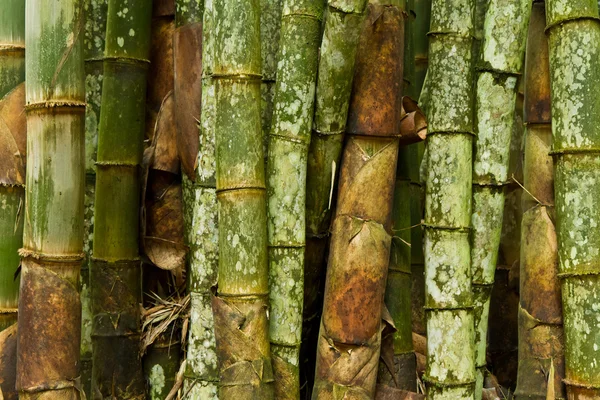 Bamboe (bumbusa vulgaris) — Stockfoto