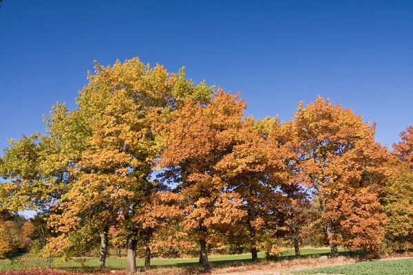 Stock image Autumn scenery