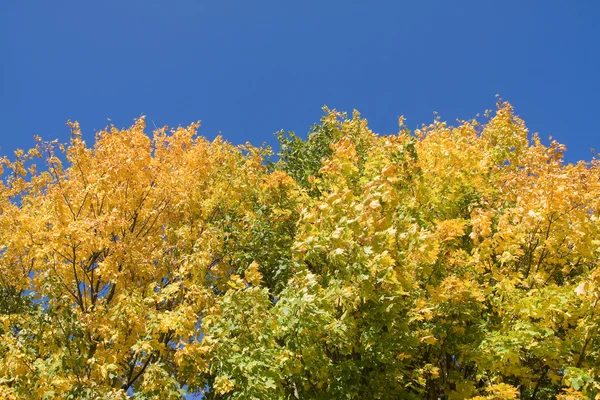 Barevné podzimní scenérie v parku — Stock fotografie