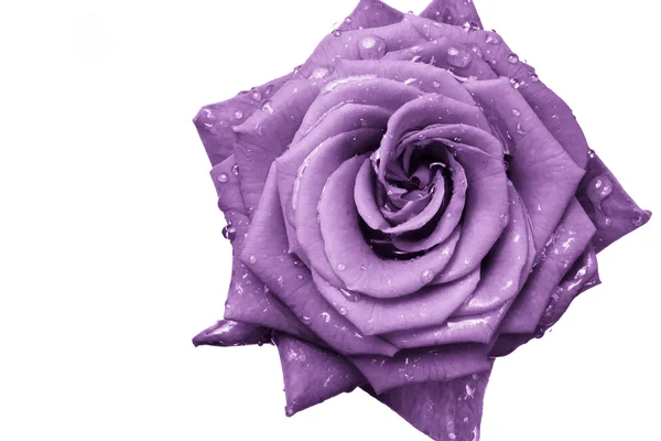 Rose violette — Photo