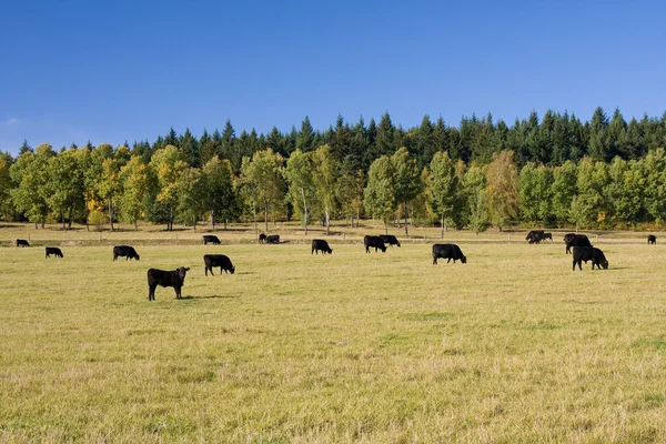 Gyönyörű őszi táj legelésző tehenek — Stock Fotó