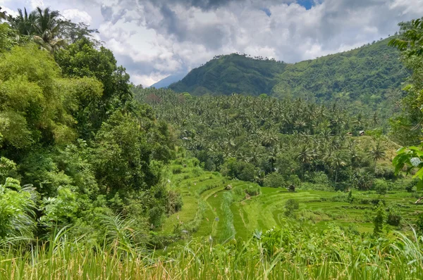 stock image Rice fields in Bali, Indonesia