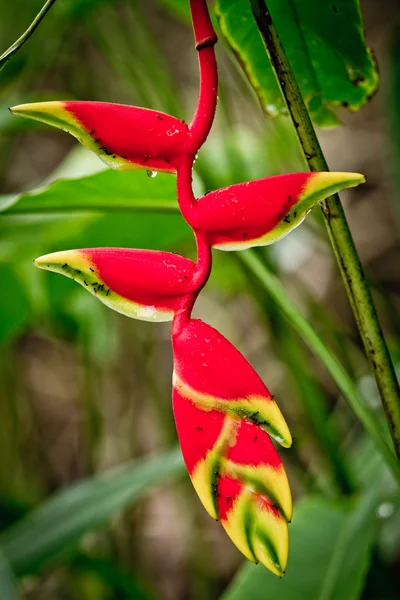 Heliconia tropical flower (heliconiaceae) — Stock Photo, Image