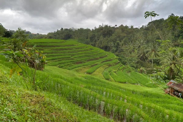 在巴厘岛，印度尼西亚的稻田 — 图库照片