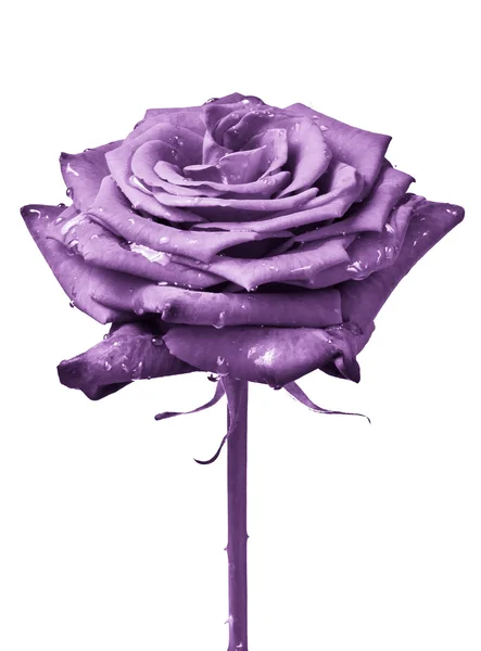 Fialová růže — Stock fotografie