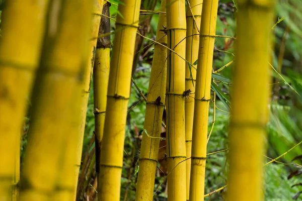 Bambu (bumbusa vulgaris) — Stok fotoğraf