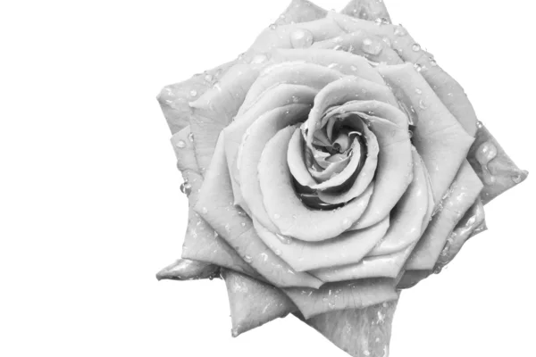 Λευκό τριαντάφυλλο — Φωτογραφία Αρχείου