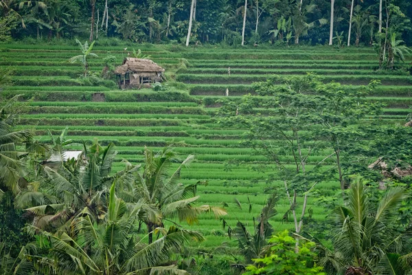 Campos de arroz en Bali, Indonesia — Foto de Stock
