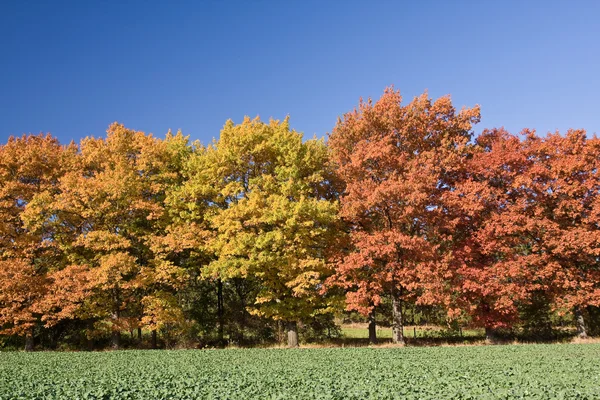 Høstens landskap – stockfoto