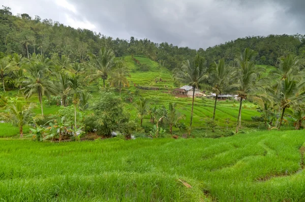 Райсовые поля в Бали, Индонезия — стоковое фото