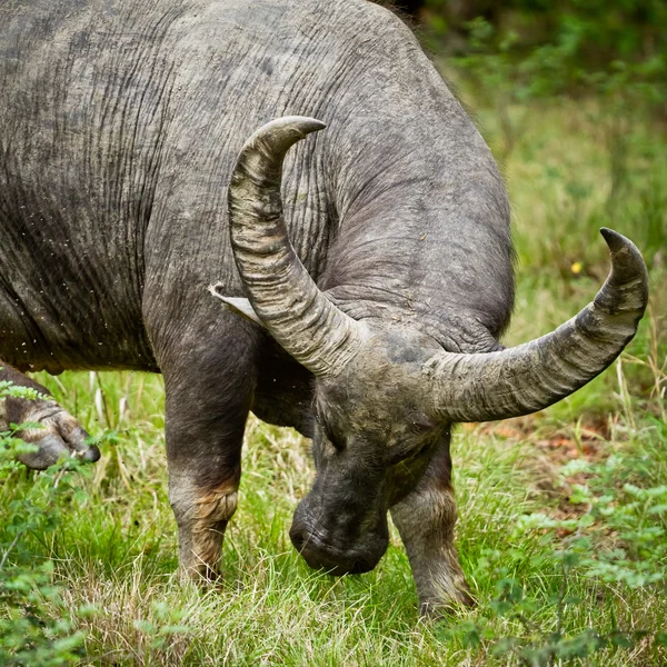 stock image Water buffalo